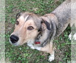 Small #3 Mutt