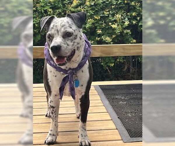 Medium Photo #7 American Pit Bull Terrier-Unknown Mix Puppy For Sale in Oakhurst, NJ, USA