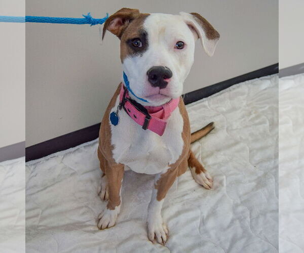 Medium Photo #6 American Staffordshire Terrier-Boxer Mix Puppy For Sale in Huntley, IL, USA