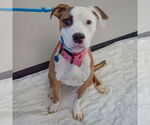 Small #5 American Staffordshire Terrier-Boxer Mix
