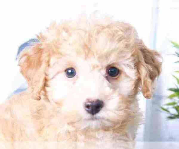 Medium Photo #2 Poodle (Miniature) Puppy For Sale in RED LION, PA, USA
