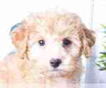Small Photo #2 Poodle (Miniature) Puppy For Sale in RED LION, PA, USA