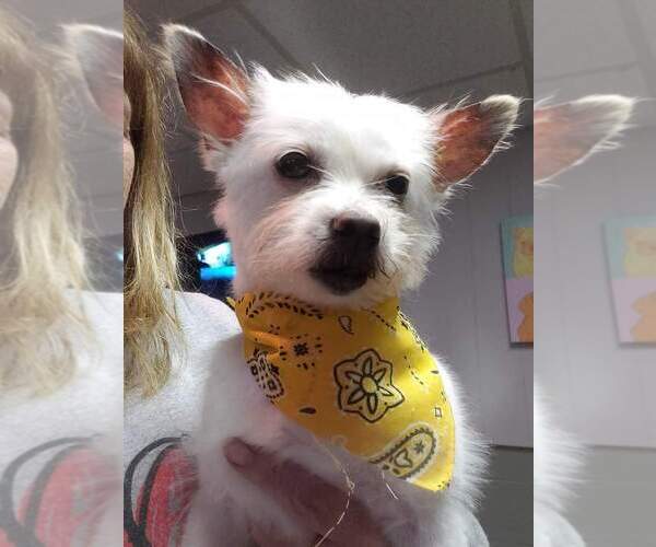 Medium Photo #6 Chihuahua-Unknown Mix Puppy For Sale in Caldwell, NJ, USA