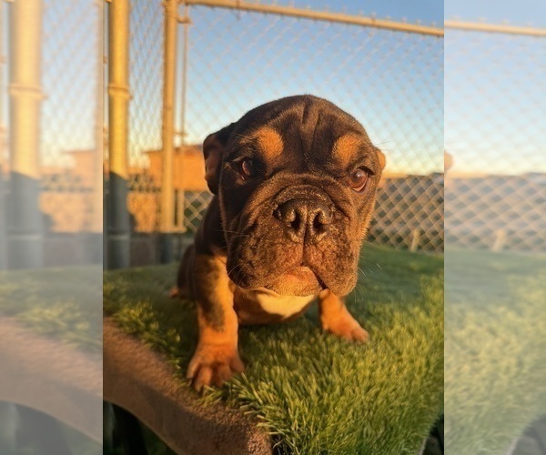 Medium Photo #11 English Bulldog Puppy For Sale in WEST HOLLYWOOD, CA, USA