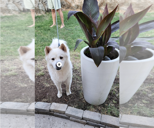 Medium Photo #1 Chow Chow-Samoyed Mix Puppy For Sale in Chandler, AZ, USA