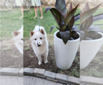 Small Chow Chow-Samoyed Mix