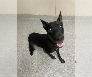 Australian Kelpie-Unknown Mix Dogs for adoption in Pasadena, TX, USA