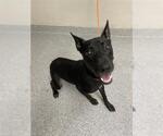 Small Australian Kelpie Mix