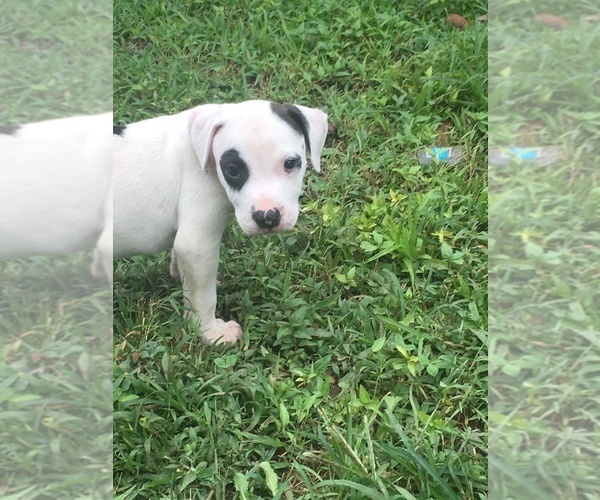 Medium Photo #6 American Pit Bull Terrier Puppy For Sale in PIEDMONT, MO, USA