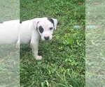 Small Photo #6 American Pit Bull Terrier Puppy For Sale in PIEDMONT, MO, USA