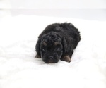 Small #18 Cockapoo