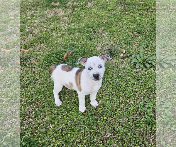 Medium Photo #2 Mountain Cur-Unknown Mix Puppy For Sale in Oakhurst, NJ, USA