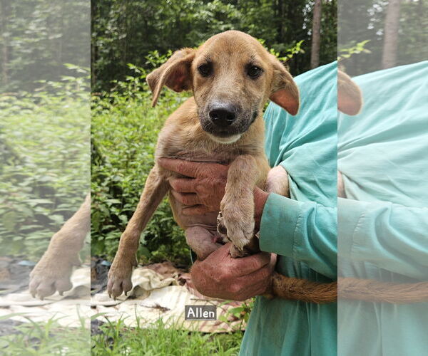Medium Photo #1 Mutt Puppy For Sale in Corinth, MS, USA
