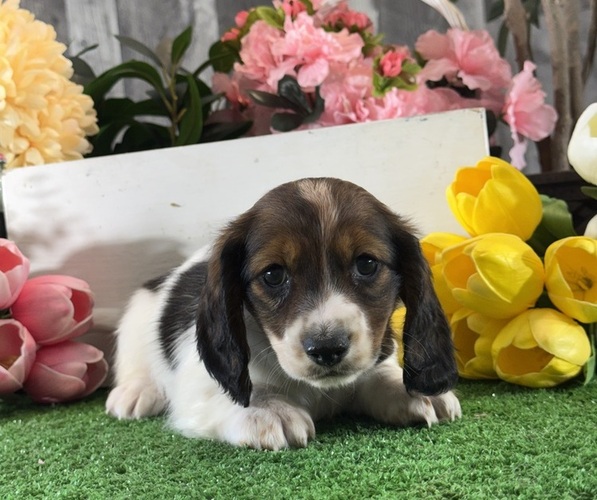 Medium Photo #2 Dachshund Puppy For Sale in CANOGA, NY, USA