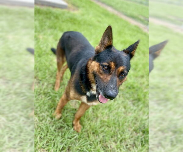 Medium Photo #1 German Shepherd Dog-Unknown Mix Puppy For Sale in Conroe, TX, USA