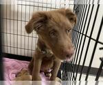 Small Labrador Retriever-Siberian Husky Mix