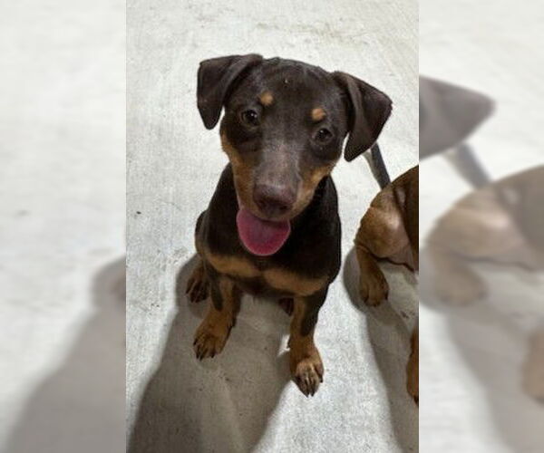 Medium Photo #12 Mutt Puppy For Sale in McKinney, TX, USA