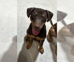 Small #11 Mutt