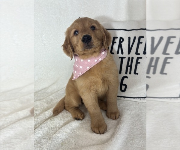 Medium Photo #2 Golden Retriever Puppy For Sale in GREENFIELD, IN, USA