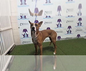 Mutt Dogs for adoption in Orlando, FL, USA