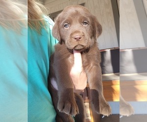 Labrador Retriever Puppy for sale in APPLE VALLEY, CA, USA