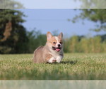 Small Photo #9 Pembroke Welsh Corgi Puppy For Sale in FORT MADISON, IA, USA