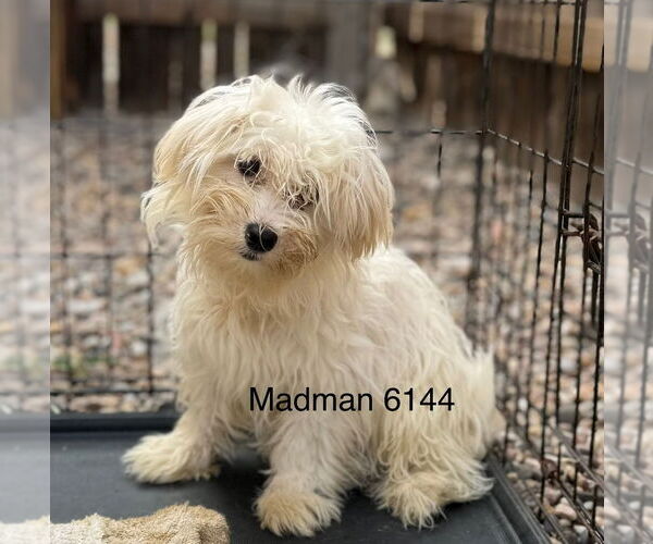 Medium Photo #2 Maltese Puppy For Sale in Studio City, CA, USA