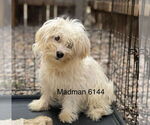 Small #1 Maltese
