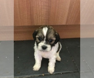 Shih-Poo Puppy for sale in FLINT, MI, USA
