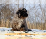 Small #50 ShihPoo
