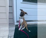 Small #5 Bulldog Mix