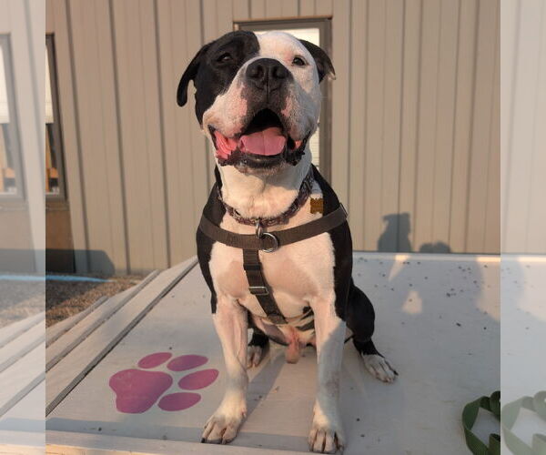 Medium Photo #13 American Pit Bull Terrier-Unknown Mix Puppy For Sale in Fargo, ND, USA