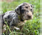 Small #1 Great Dane-Redbone Coonhound Mix