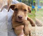 Small #6 American Pit Bull Terrier-Labrador Retriever Mix