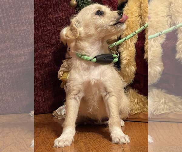 Medium Photo #2 Pomeranian Puppy For Sale in HOPKINSVILLE/PRINCETON, KY, NH, USA