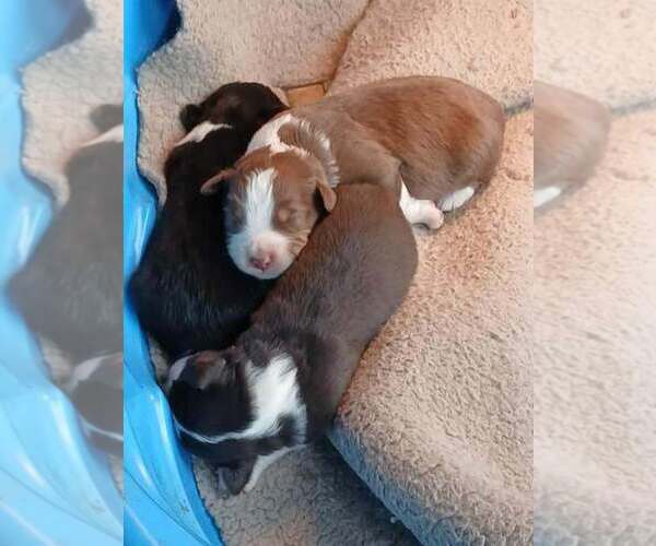 Medium Photo #1 Miniature Australian Shepherd Puppy For Sale in GRETNA, VA, USA