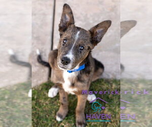 Mutt Dogs for adoption in Omaha, NE, USA