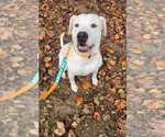Small #22 American Staffordshire Terrier Mix