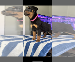 Rottweiler Puppy for Sale in EAST SAINT LOUIS, Illinois USA