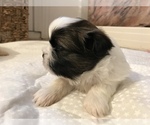 Small Photo #5 Shih Tzu Puppy For Sale in ARDEN, NC, USA