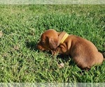 Small Photo #13 Dachshund Puppy For Sale in CHOCTAW, OK, USA