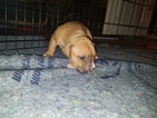 Small Photo #14 American Pit Bull Terrier Puppy For Sale in GRIFFIN, GA, USA