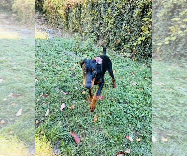 Medium Photo #1 Doberman Pinscher Puppy For Sale in WILMINGTON, DE, USA