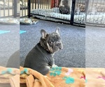 Puppy Puppy 2 French Bulldog