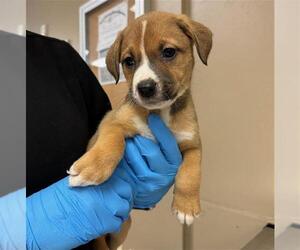 Labrador Retriever Dogs for adoption in Conroe, TX, USA