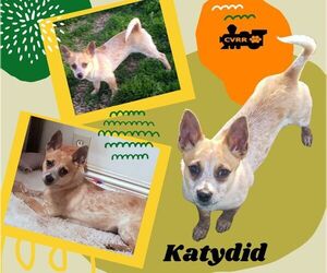 Mutt Dogs for adoption in Lindsay, CA, USA