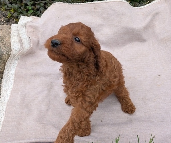Medium Photo #4 Irish Doodle Puppy For Sale in GOSHEN, IN, USA