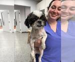 Small #1 Shih Tzu