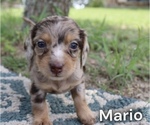 Puppy Mario Cocker Spaniel