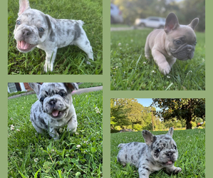 French Bulldog Litter for sale in HIGH POINT, NC, USA